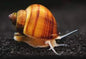 Snail Mystery - Freshwater species