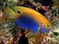 Damselfish - Princess/Ocellate