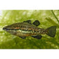 Pygmy Perch