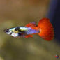 Guppy Dumbo Male - Various