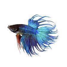 Betta Crowntail Male - Assorted