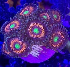 Sustainable Reefs Coral Frags