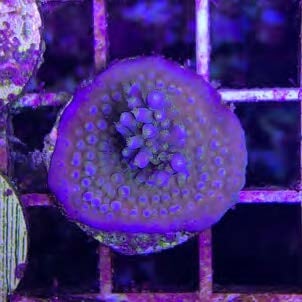 Sustainable Reefs Coral Frags