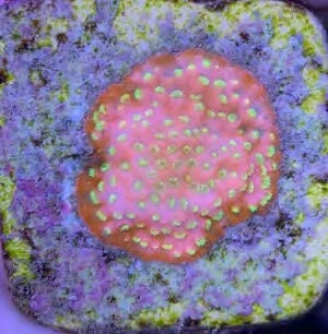 Sustainable Reefs Coral Frags