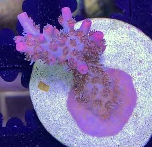 Sustainable Reefs Coral Frags