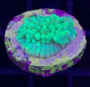 Sustainable Reefs Coral Frags