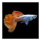 Guppy Dumbo Male - Various