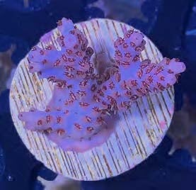 Sustainable Reefs Coral Frags