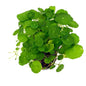 Hydrocotyle/Cardamine verticillata (Shield Pennywort/Mushroom Runner) *Semi Emersed*