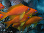 Anthias Orange