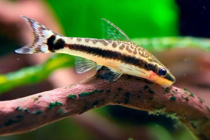 Freshwater cleaner clearance fish