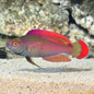 Wrasse - Pink Margin Fairy