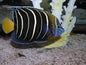 Angelfish Chrysurus (Special Order) "Rare"