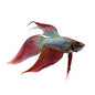 Betta Veiltail Male