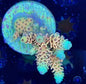 Sustainable Reefs Coral Frags