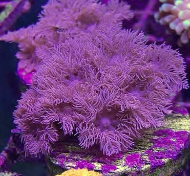 Sustainable Reefs Coral Frags