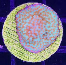 Sustainable Reefs Coral Frags