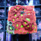 Aquacultured Coral Frags