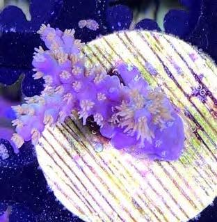 Sustainable Reefs Coral Frags