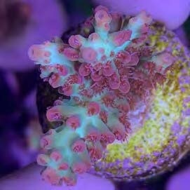 Sustainable Reefs Coral Frags