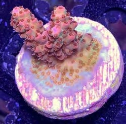 Sustainable Reefs Coral Frags