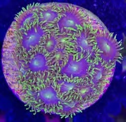 Sustainable Reefs Coral Frags