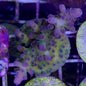 Sustainable Reefs Coral Frags