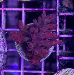 Sustainable Reefs Coral Frags