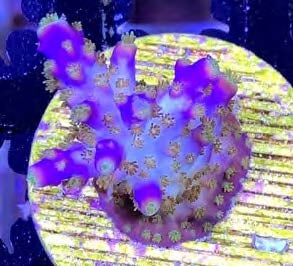 Sustainable Reefs Coral Frags