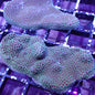 Porites sp.(various)